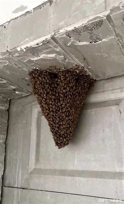 蜜蜂来家里筑巢是好事吗 家族風水